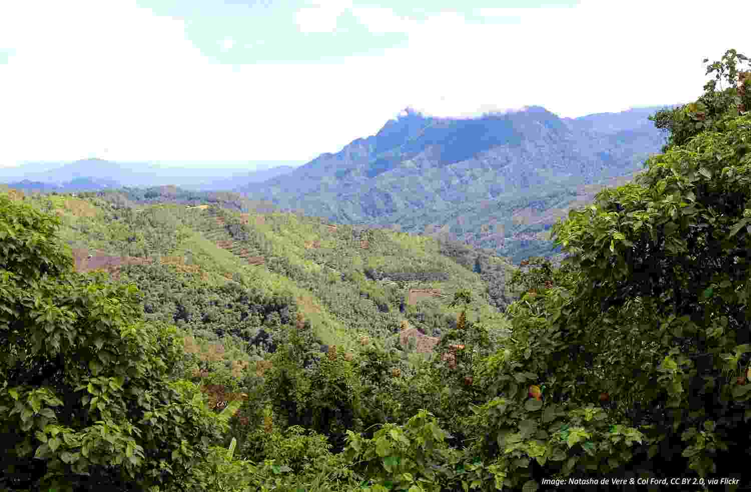 A view through the trees on a hillside of the lush green forests covering Borneo's mountains